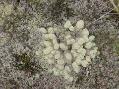 Cladonia confusa