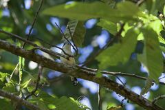 Pteruthius aeralatus