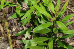 Persoonia volcanica