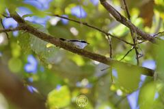 Ficedula westermanni