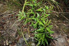 Persoonia volcanica