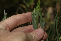 Acacia viscidula