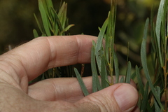Acacia viscidula