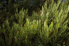 Acacia viscidula