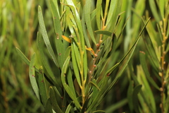 Acacia viscidula