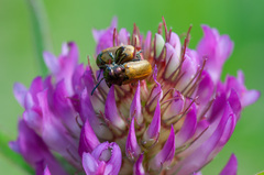 Labidostomis
