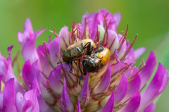 Labidostomis