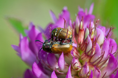 Labidostomis