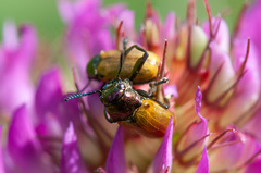 Labidostomis