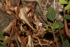 Desmodium rhytidophyllum