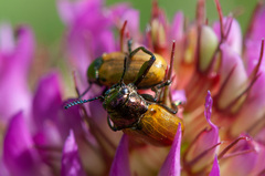 Labidostomis