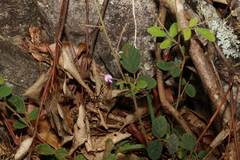 Desmodium rhytidophyllum