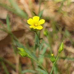 Linum trigynum
