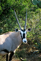 Oryx gazella