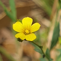 Linum trigynum
