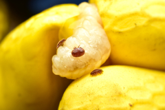 Varroa destructor