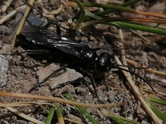 Priocnemis