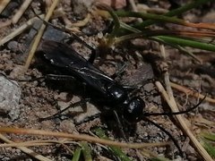 Priocnemis