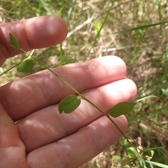 Bossiaea prostrata