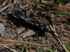 Priocnemis