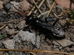 Priocnemis