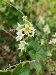 Marah oregana