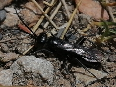 Priocnemis