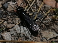 Priocnemis