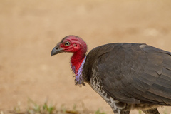 Australian Brushturkey photo 2