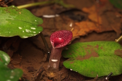 Cryptocoryne griffithii