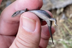 Lampropholis guichenoti