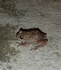 Pristimantis unistrigatus