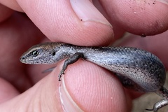 Lampropholis guichenoti