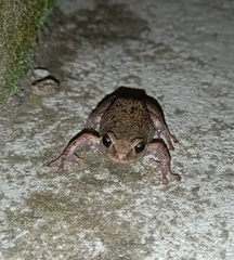 Pristimantis unistrigatus