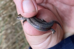Lampropholis guichenoti