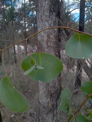 Eucalyptus populnea