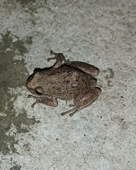 Pristimantis unistrigatus