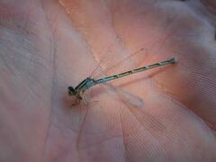 Enallagma carunculatum