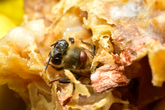 Varroa destructor