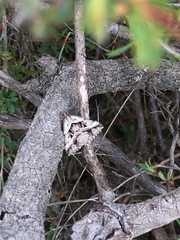 Dichromodes stilbiata