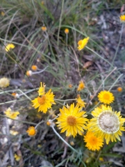 Leucochrysum albicans