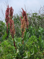 Rumex hymenosepalus