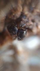 Pagida salticiformis