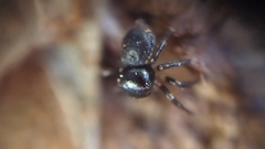 Pagida salticiformis