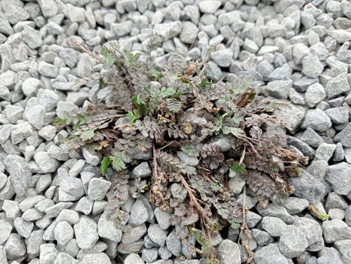 Image of Lepidium tenuicaule by (c) John Barkla, some rights reserved (CC BY)