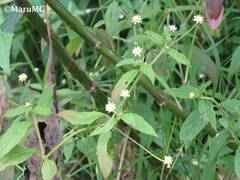 Alternanthera flavescens