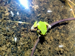 Litoria fallax
