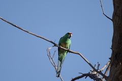 Barnardius zonarius barnardi