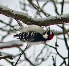 Dryobates pubescens