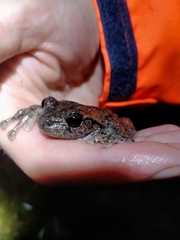 Litoria peronii